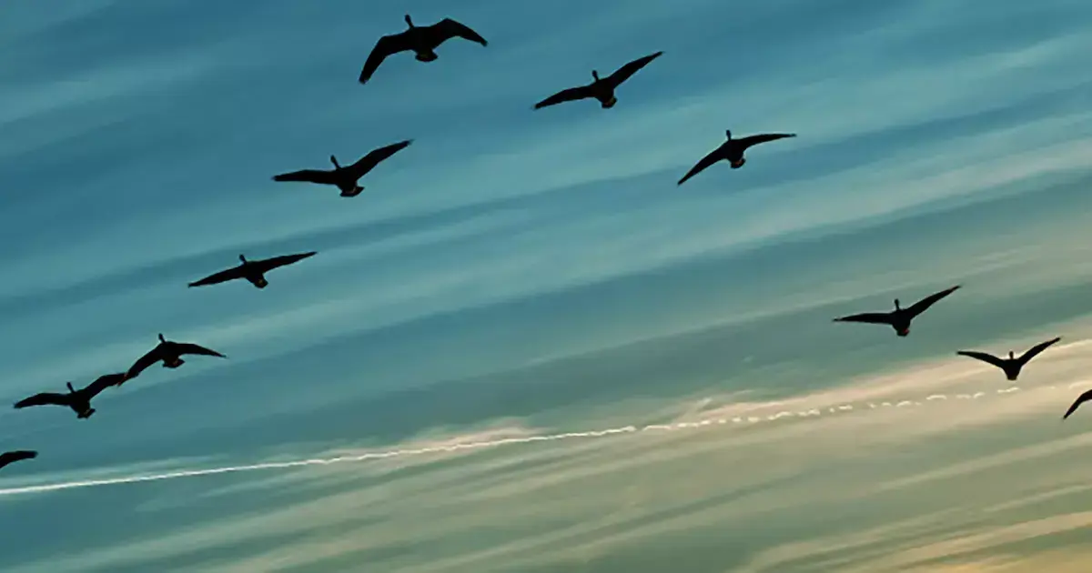 Flying in V formation 